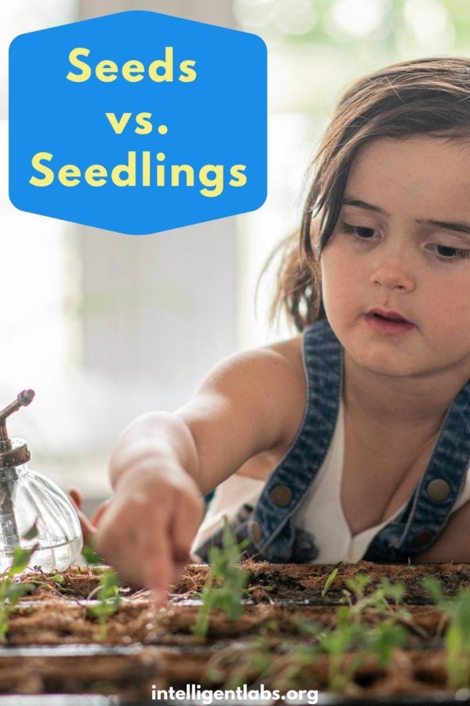 indoor garden ideas - seeds vs seedlings