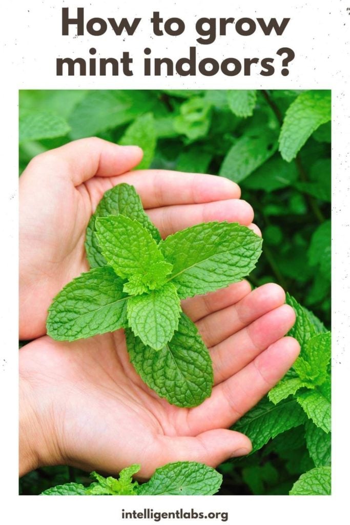 How to grow mint indoors