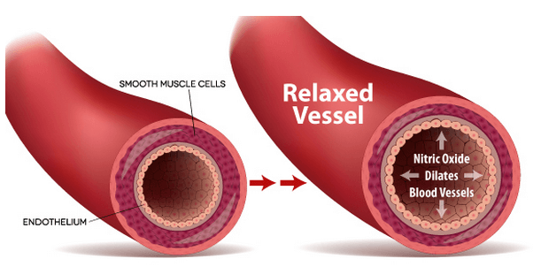 nitric oxide is beneficial to cardiovascular health